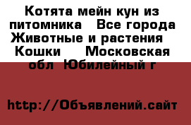 Котята мейн-кун из питомника - Все города Животные и растения » Кошки   . Московская обл.,Юбилейный г.